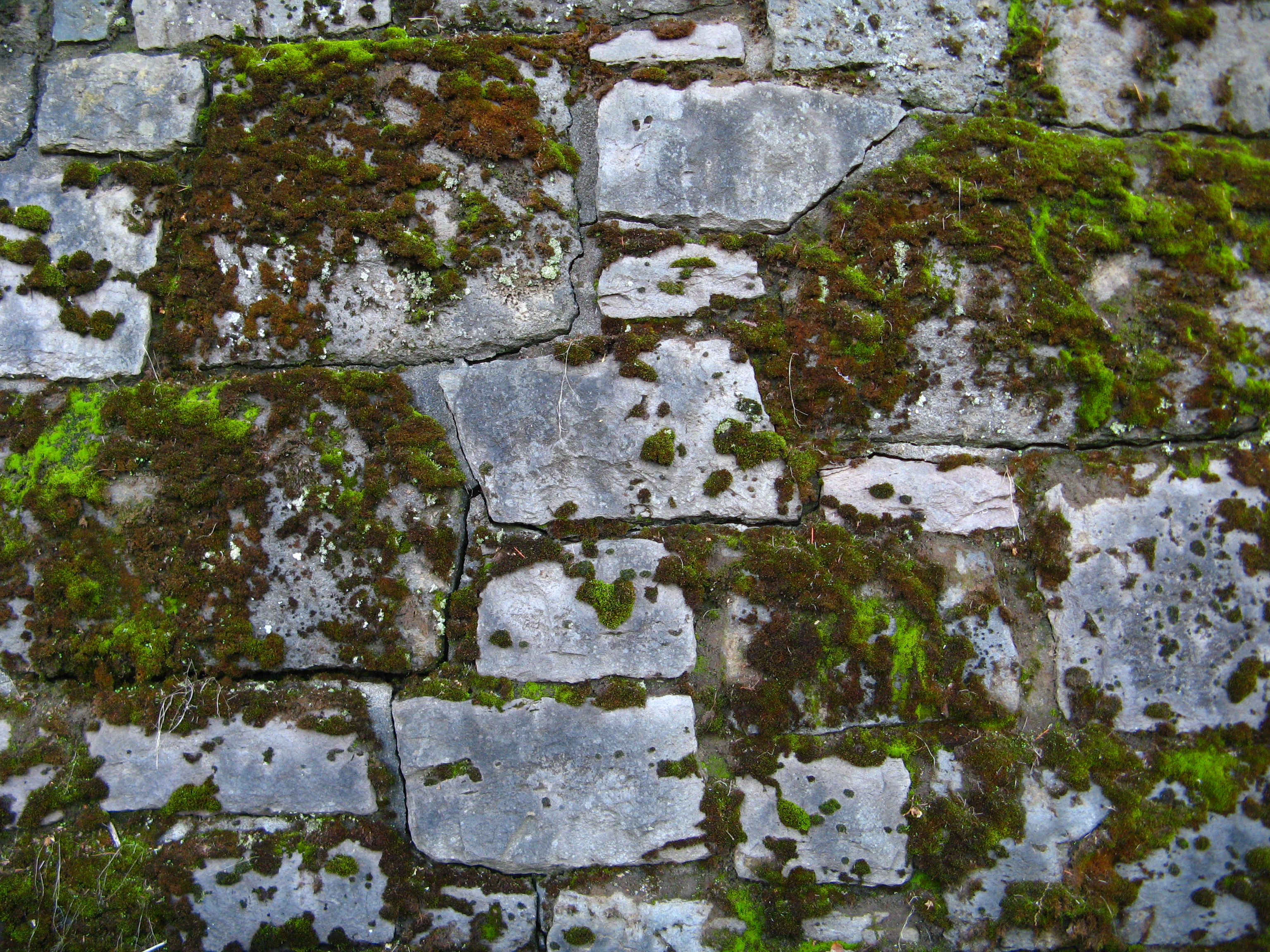 Mossy Wall