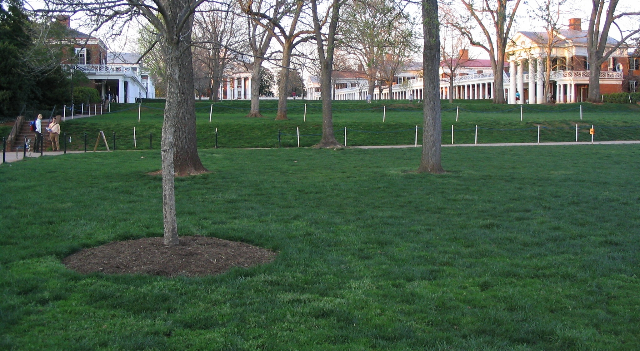 Looking up the Lawn