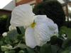 Full White Flower