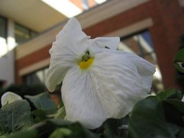 White Flower, Struggle