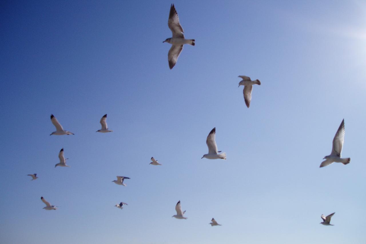 Seagulls Overhead