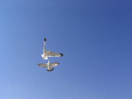 Attacker Seagull