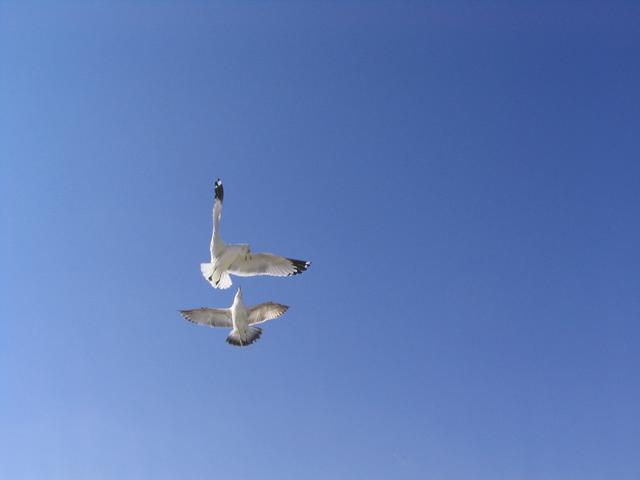Attacker Seagull
