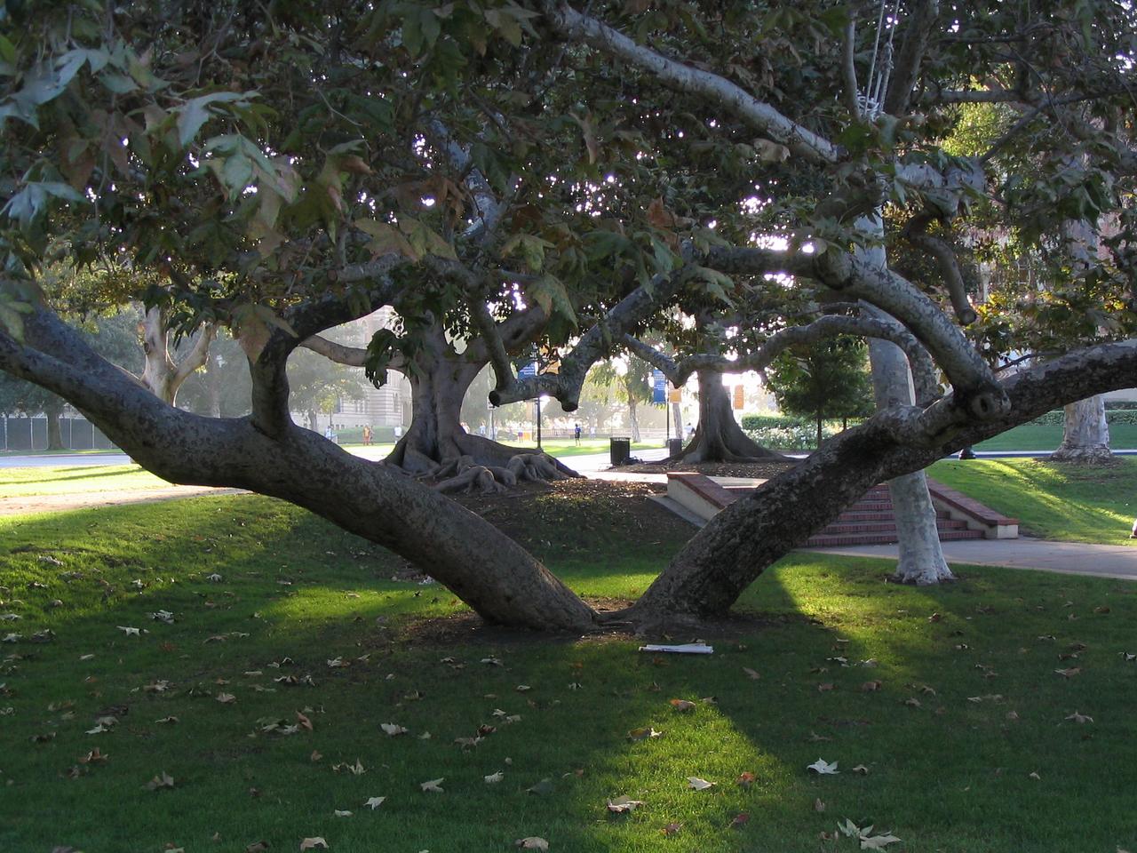 Two Unique Trees