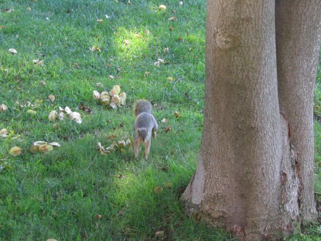 Squirrels at UCLA