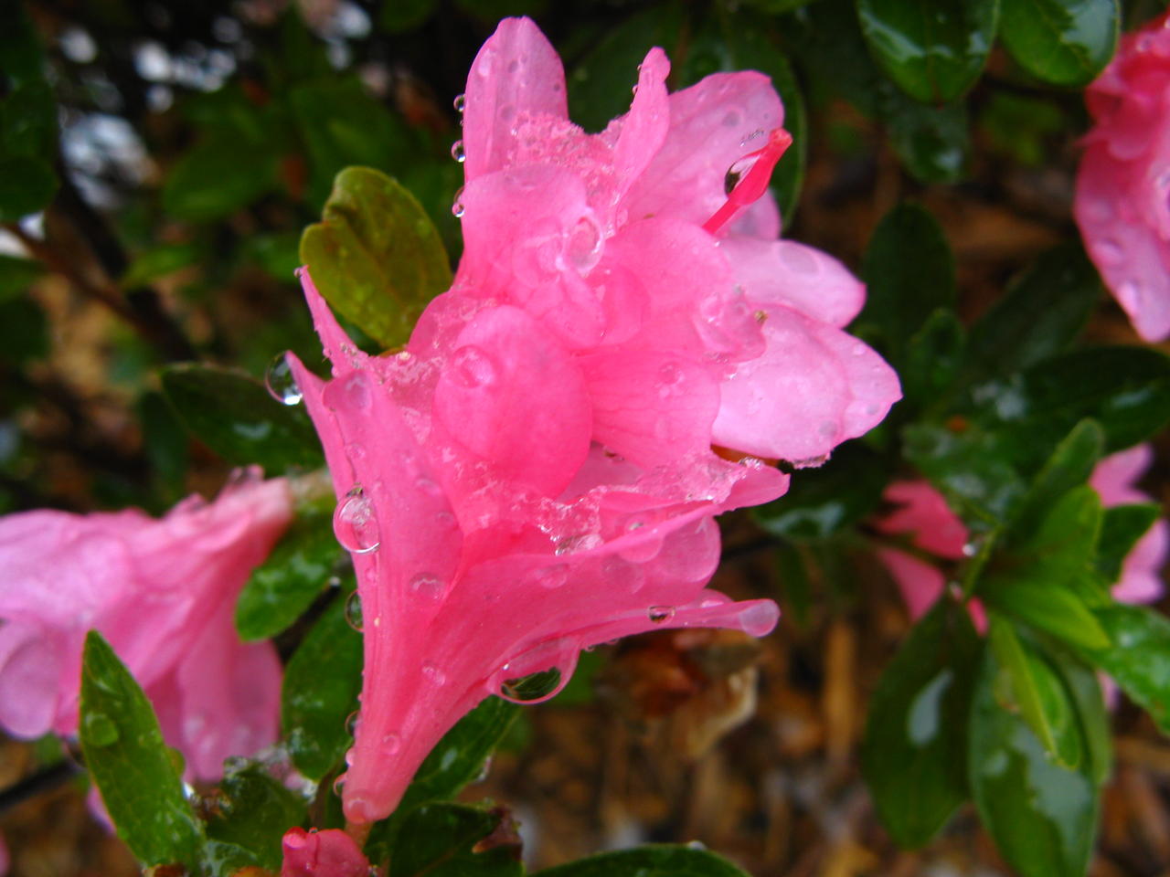 Droplet flower