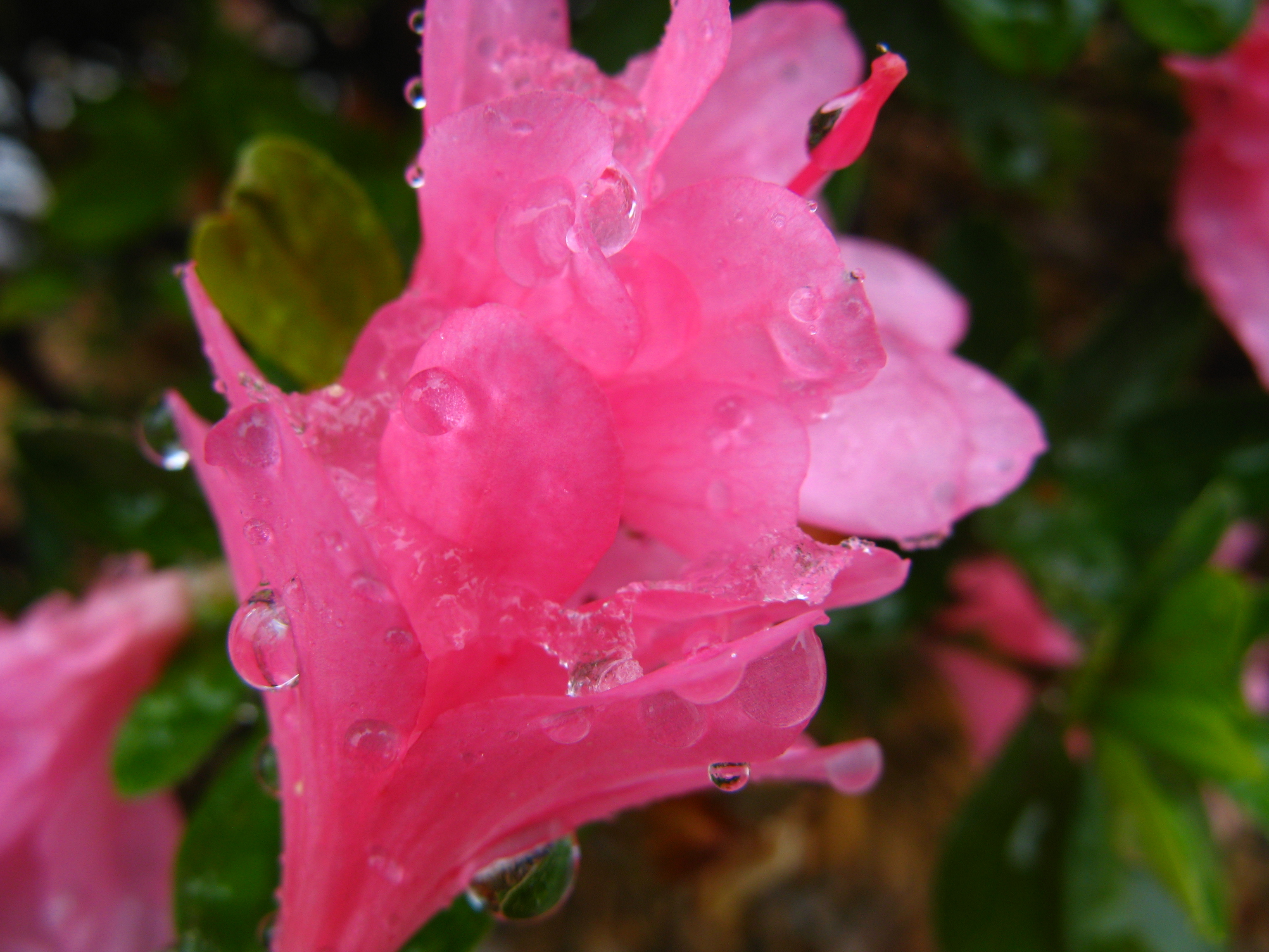 Droplet flower