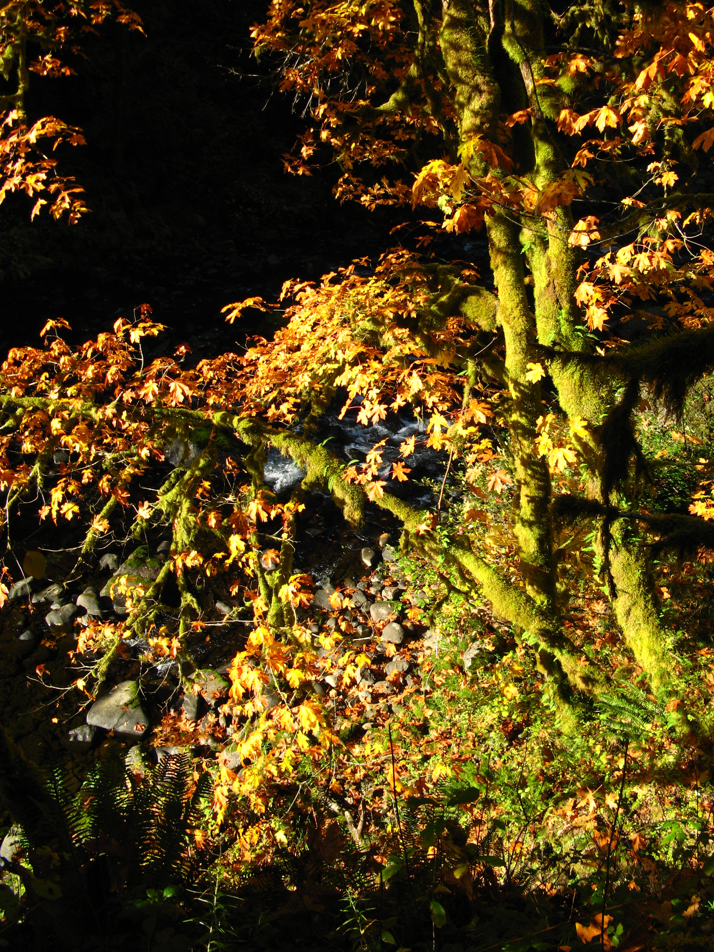 Stream and Tree Moss and Leaves