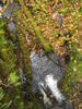 Stream and Tree Moss and Leaves, 3