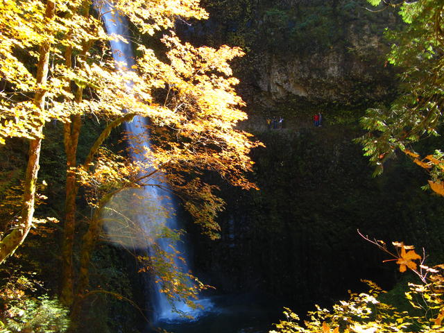 Tunnel Falls Through Leaves and Group