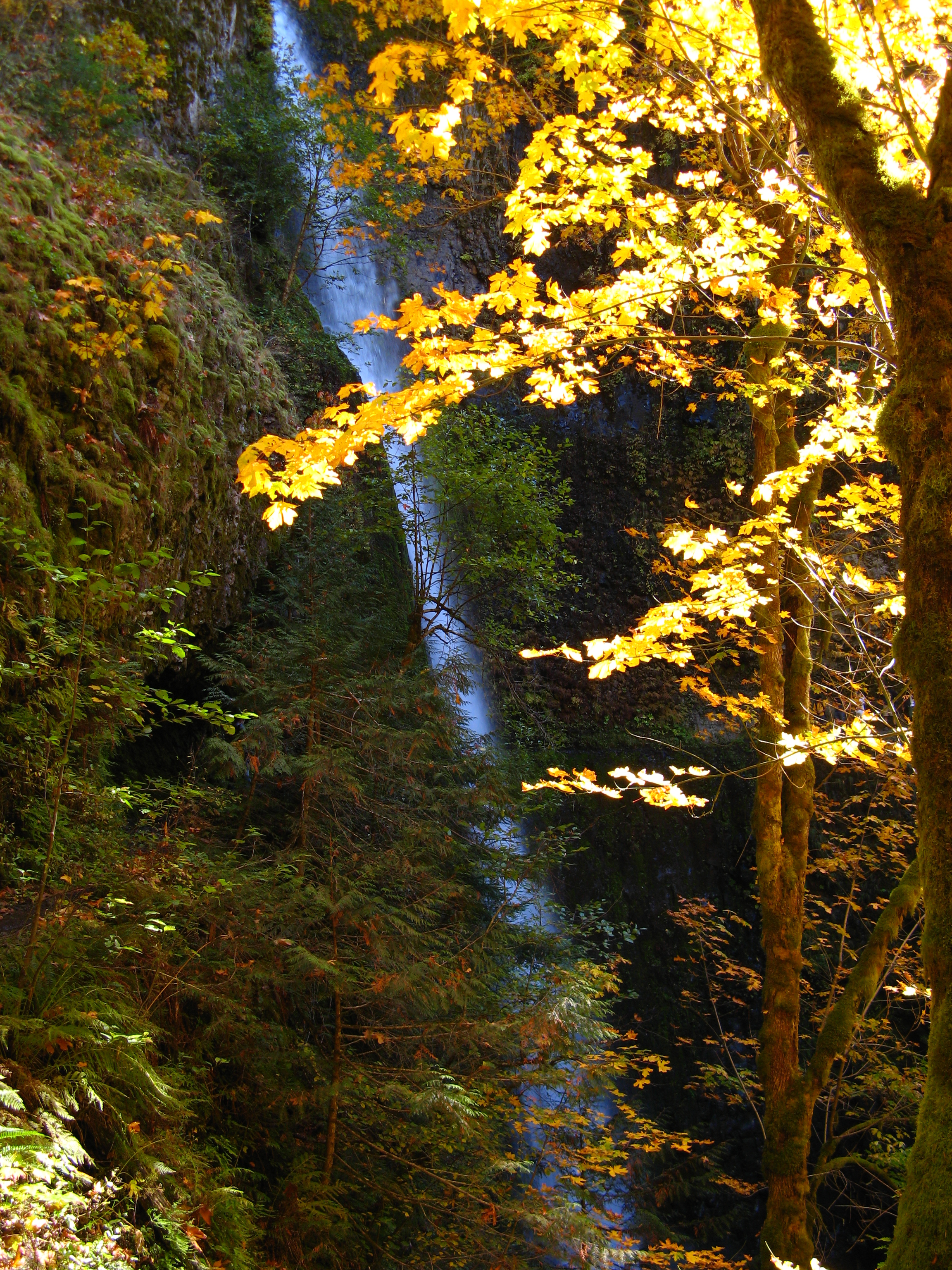 Tunnel Falls, Tunnel Entrance, and Leaves