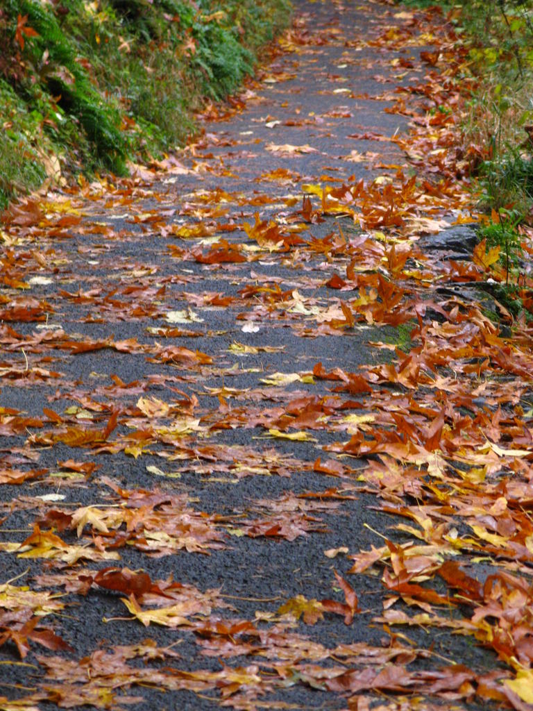 Leafy Trail