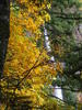Multnomah Falls Through Leaves