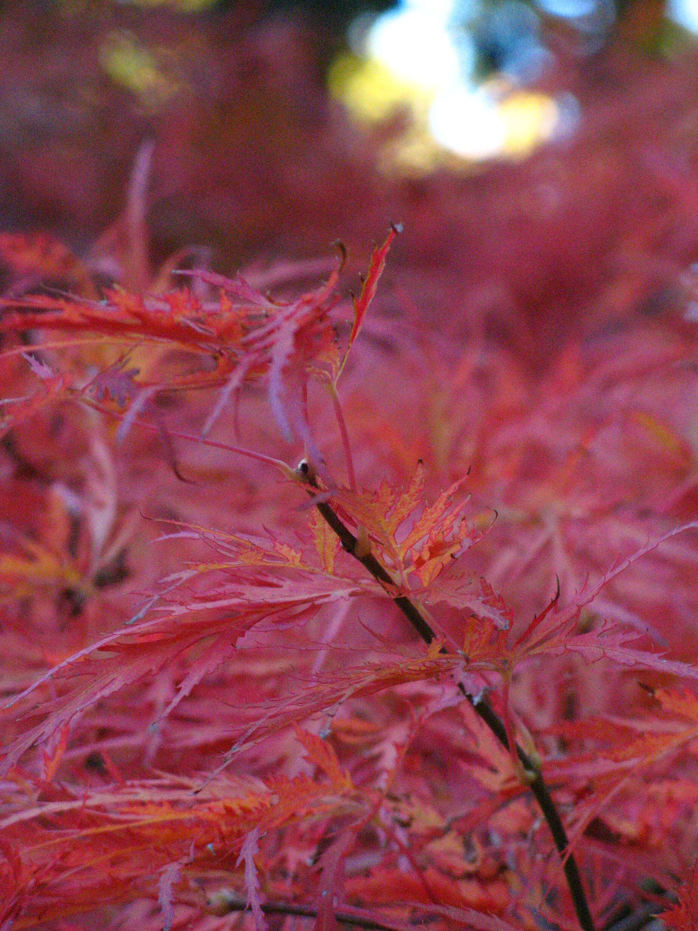 Red Leaves in a Bush