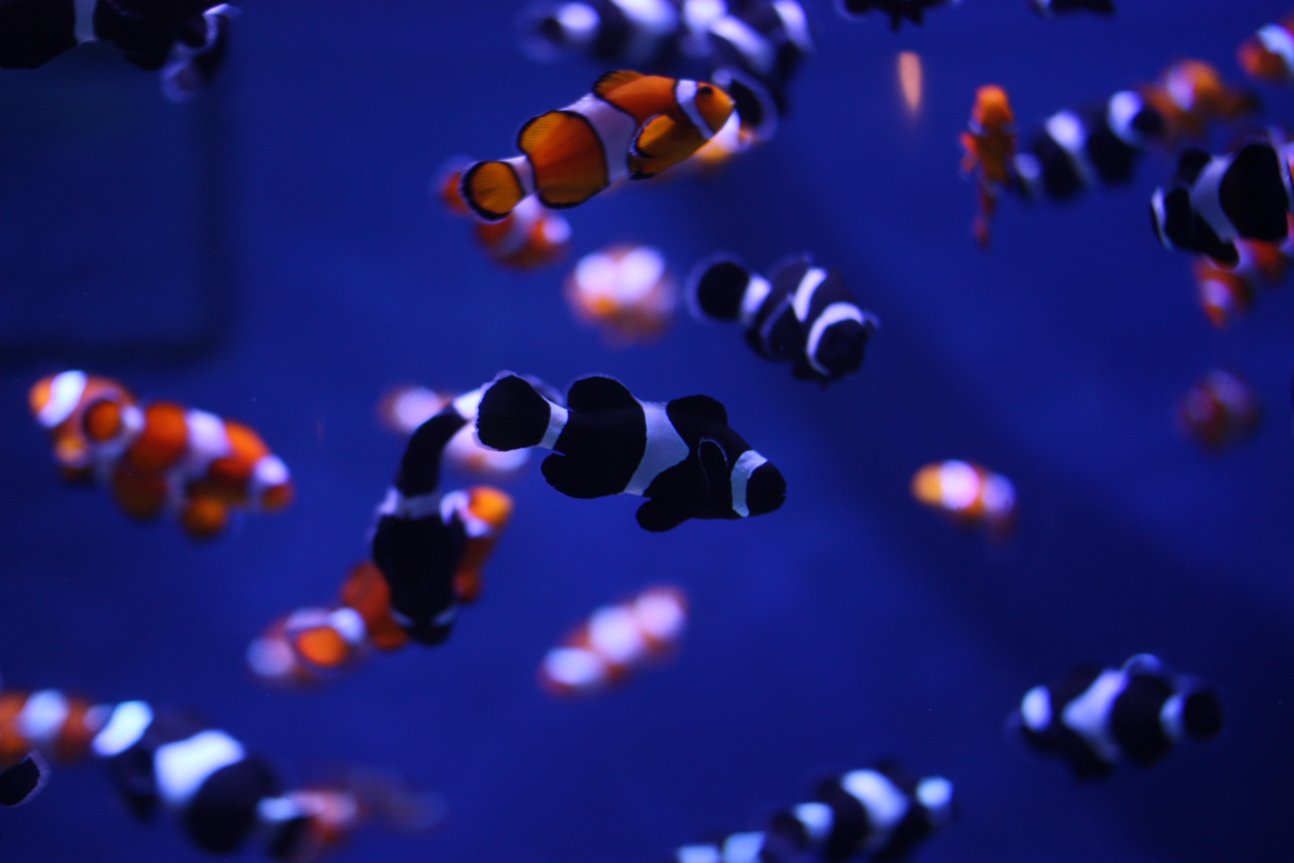 Clownfish