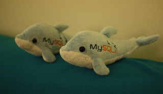 MySQL Dolphins
