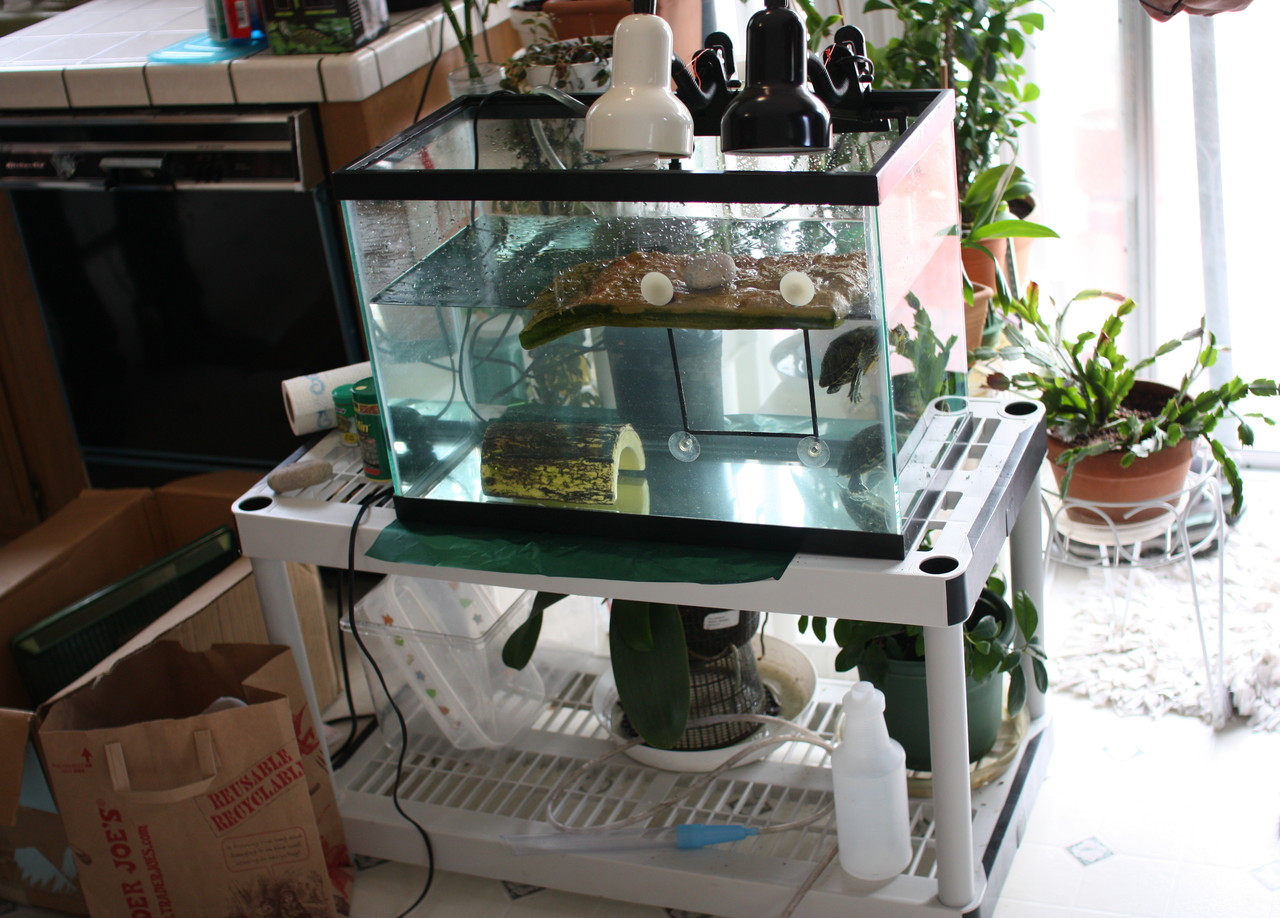 The New Home for the Turtles