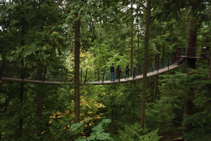 One of the tree houses and bridges