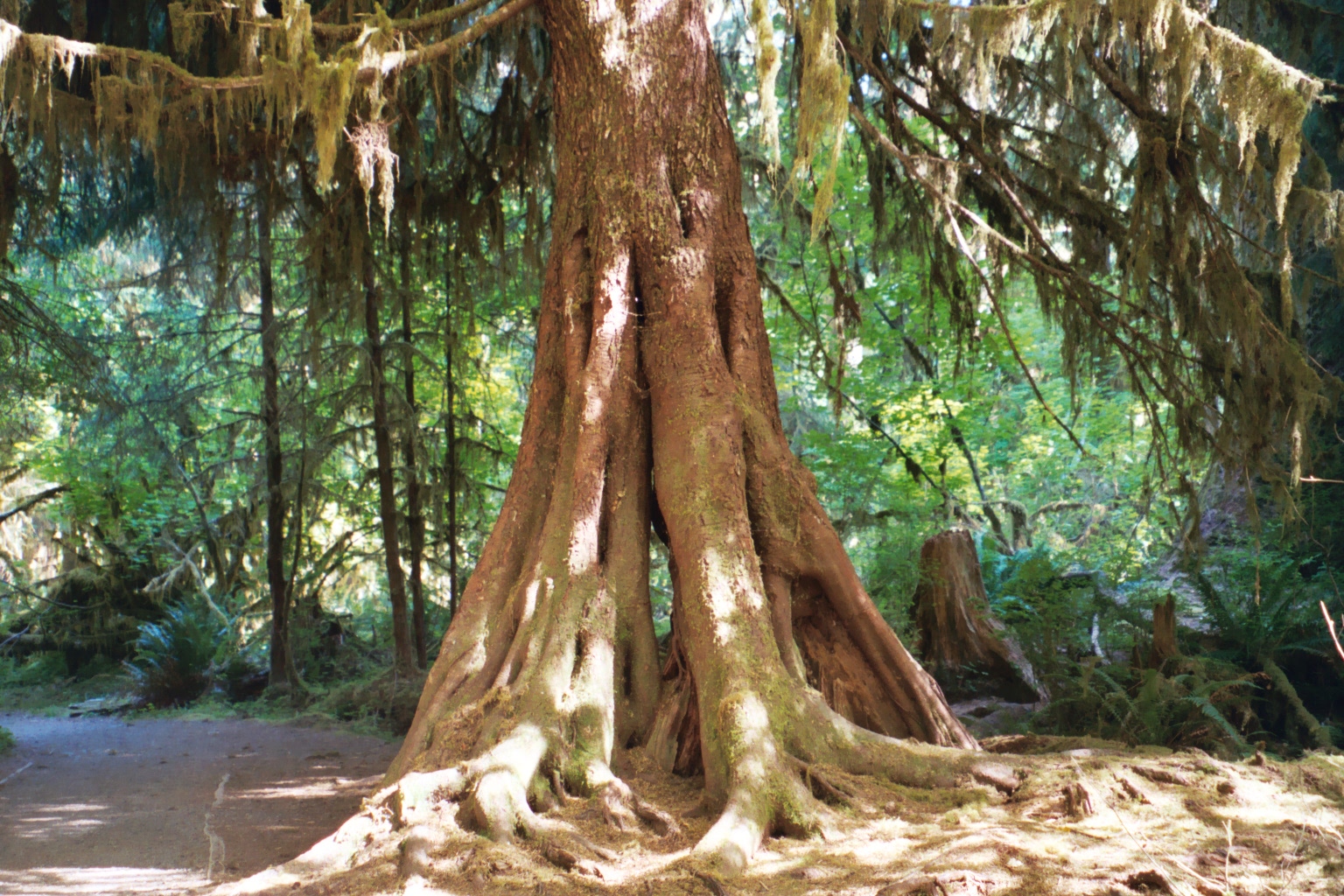 Olympic: Hoh Rain Forest