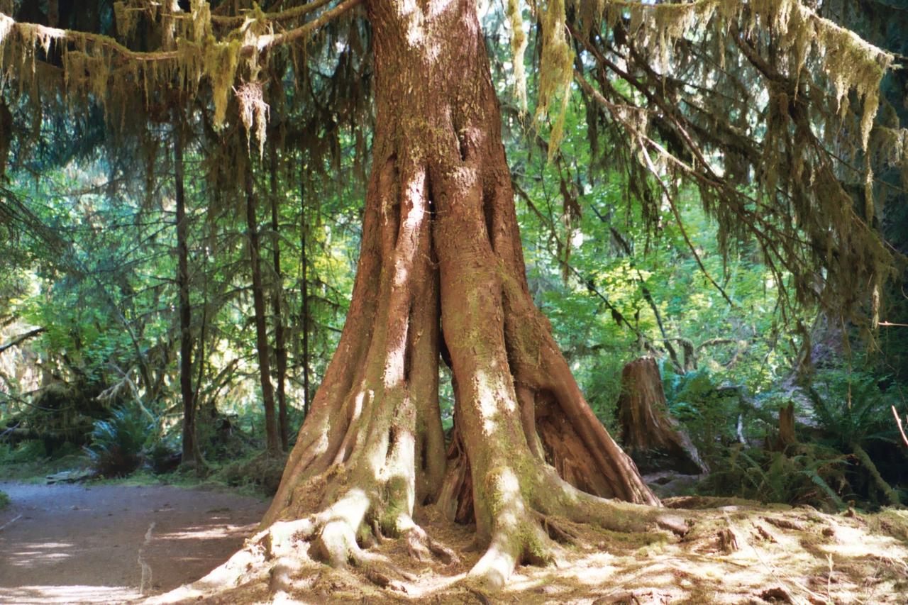 Olympic: Hoh Rain Forest