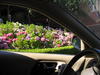 Flowers Driving Down Lombard