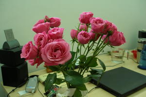 Flowers, 2