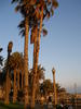 Palm Trees and Beach Path