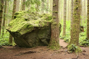The Mossy Rock