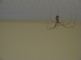 Spider On My Ceiling