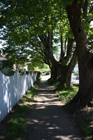 Front Yard Tree Tunnel