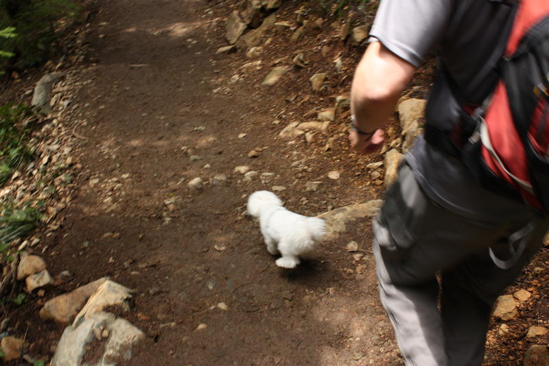 Itty Bitty Dog on a Long Trail