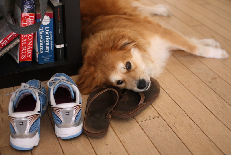 Griffy relaxing with (and protecting) his owners' shoes