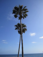 Palm trees at Laguna Beach
